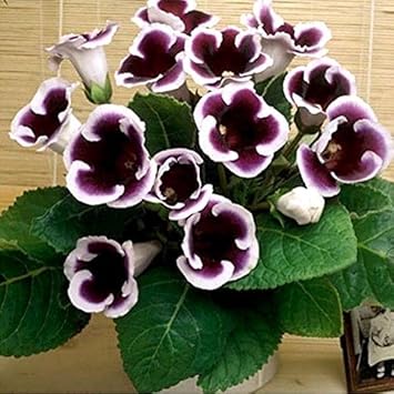 Purple White Gloxinia Flower Seeds for Planting Compact Growth Heirloom & GMO Free Seeds for Home Garden seeds for planting