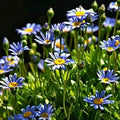 Blue Felicia Amelloides Flower seeds for Planting Sun Loving, Heirloom & GMO Free Seeds for Home Garden seeds for planting