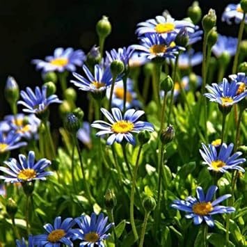 Blue Felicia Amelloides Flower seeds for Planting Sun Loving, Heirloom & GMO Free Seeds for Home Garden seeds for planting