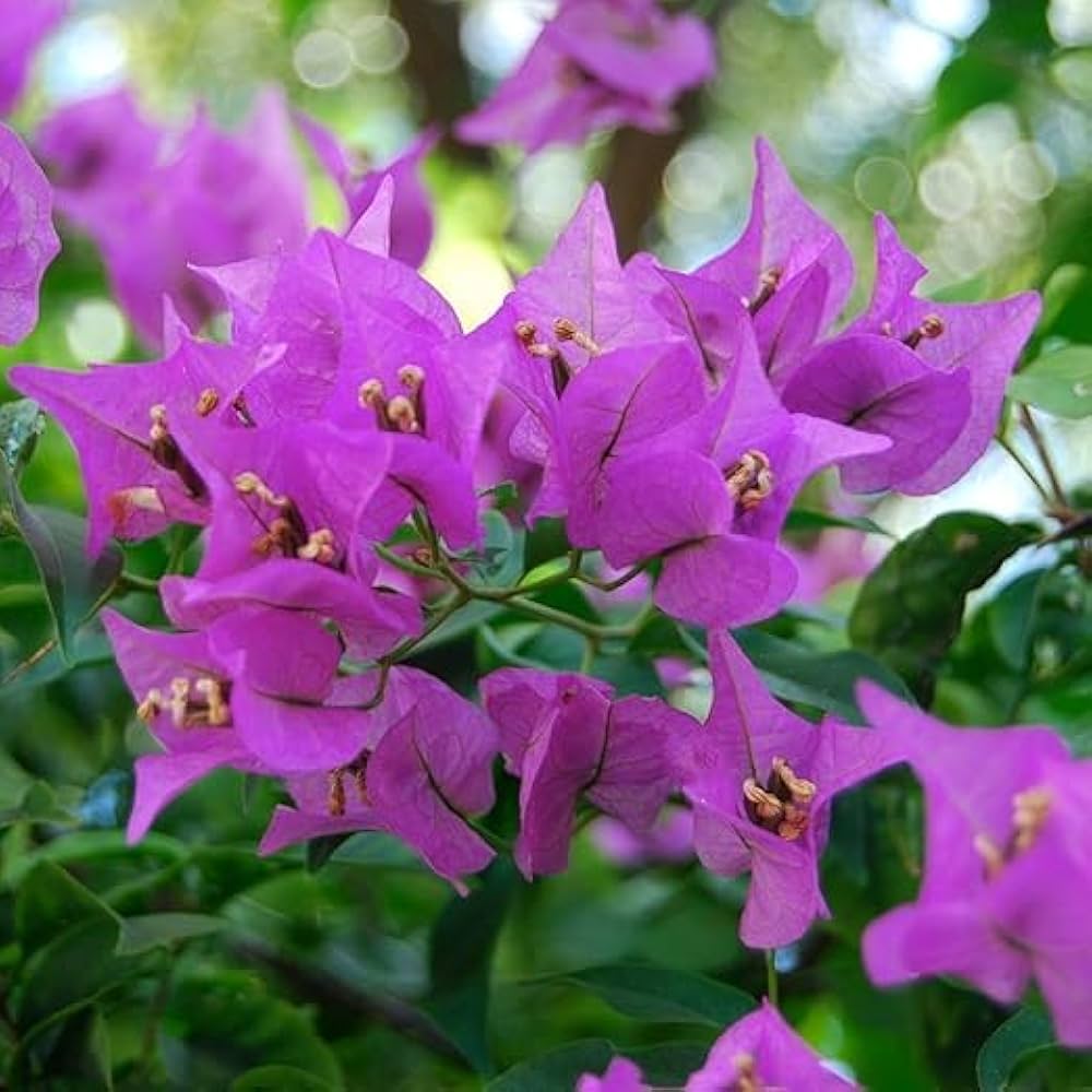 Bougainvillea Flower seeds for Planting Low Maintenance, Heirloom & GMO Free Seeds for Home Garden vegetable and garden seeds