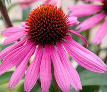 Pink ConeFlower seeds for Planting Easy to Grow, Heirloom & GMO Free Seeds for Home Garden seeds for planting