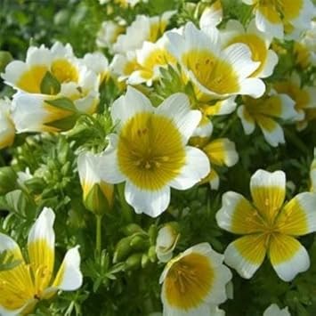 Yellow White Limnanthes Douglasii Flower seeds for Planting Drought Tolerant, Heirloom & GMO Free Seeds for Home Garden seeds for planting