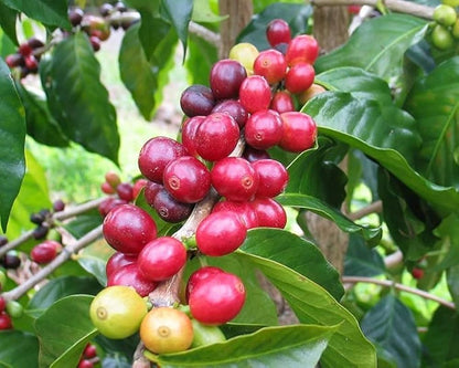 Arabica Coffee Tree (Coffea arabica) Shrub Seeds – Grow Your Own Coffee!