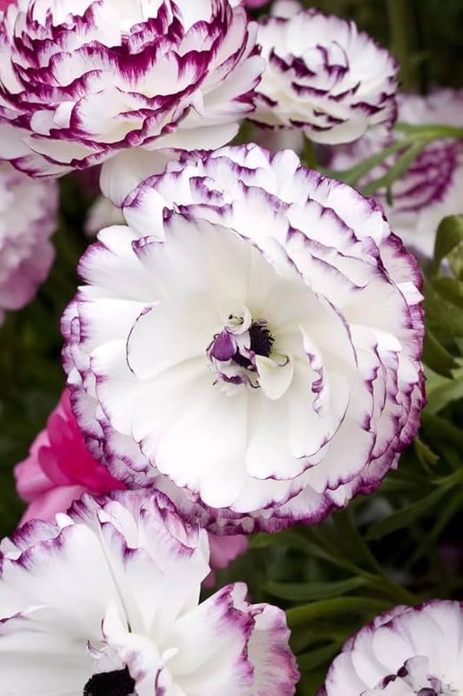 Premium Brown Shade Japanese ranunculus Flower seeds for Planting Fragrant Blossoms, Heirloom & GMO Free Seeds for Home Garden seeds