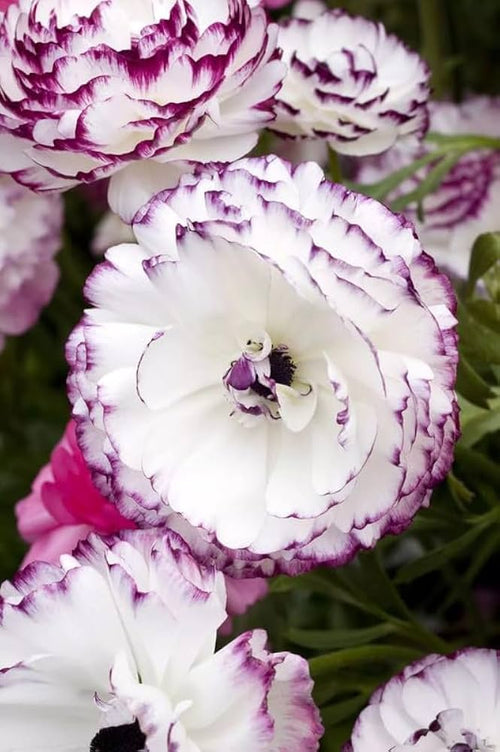 Premium Brown Shade Japanese ranunculus Flower seeds for Planting Fragrant Blossoms, Heirloom & GMO Free Seeds for Home Garden seeds