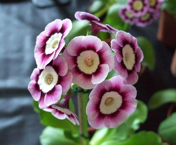 High quality Violet Primula Flower seeds for Planting Long Bloom Season, Heirloom & GMO Free Seeds for Home Garden seeds pack