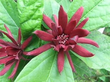 Premium Maroon Carolina Allspice Flower seeds for Planting Garden Favorite, Heirloom & GMO Free Seeds for Home Garden seeds