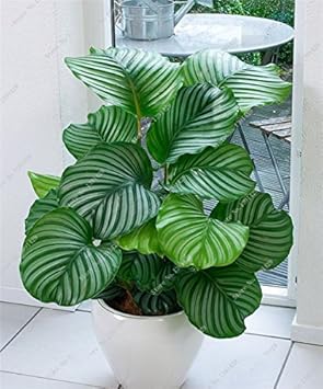 Green Calathea Flower seeds for Planting Low Maintenance, Heirloom & GMO Free Seeds for Home Garden seeds for planting