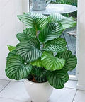 Green Calathea Flower seeds for Planting Low Maintenance, Heirloom & GMO Free Seeds for Home Garden seeds for planting