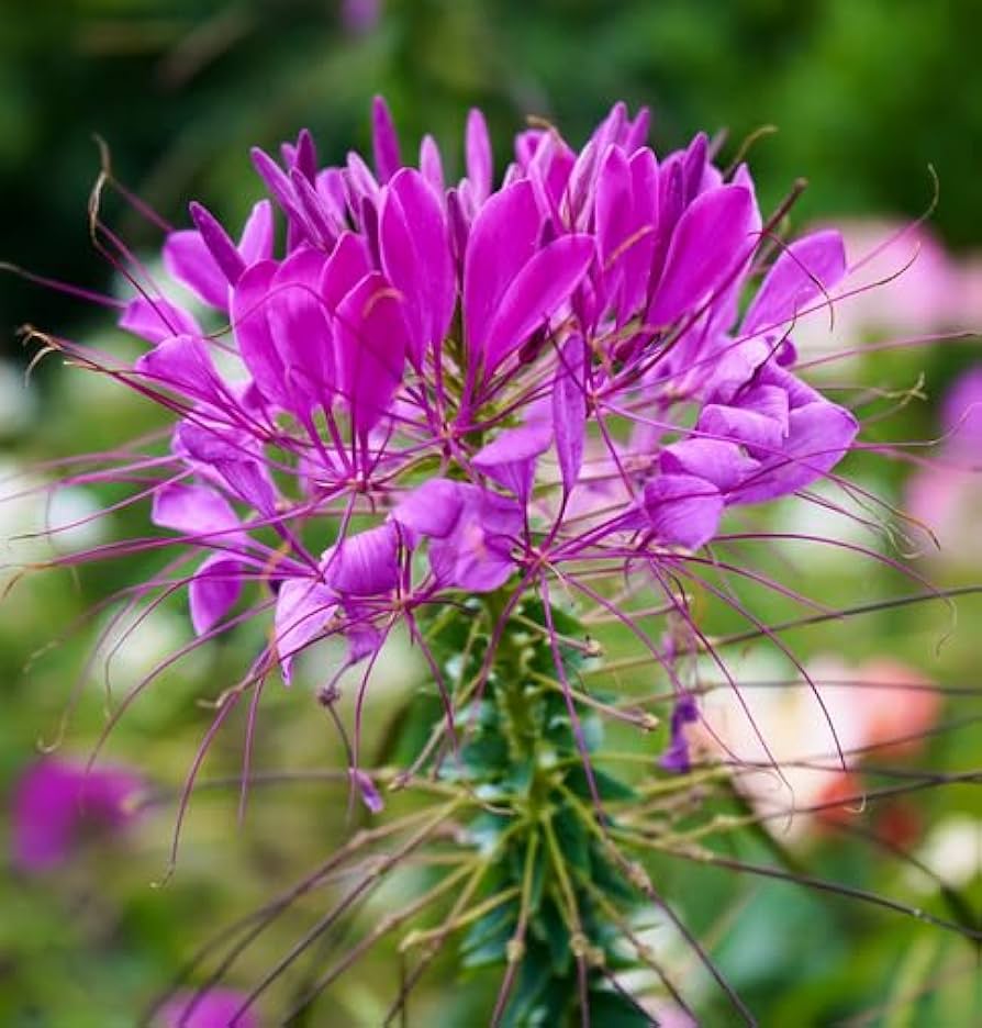 Purple Cleome Hasslerana Flower seeds for Planting Compact Growth, Heirloom & GMO Free Seeds for Home Garden vegetable and garden seeds