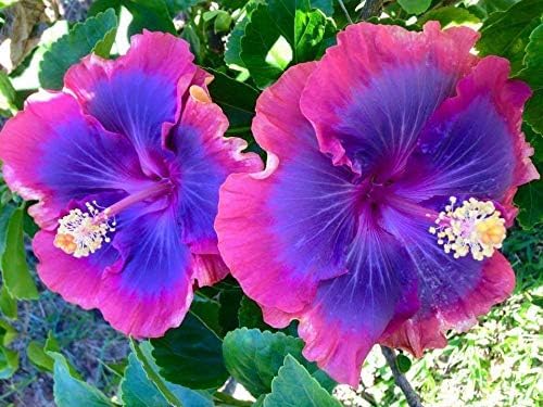 Giant (Giant Hibiscus) seeds for planting in home garden