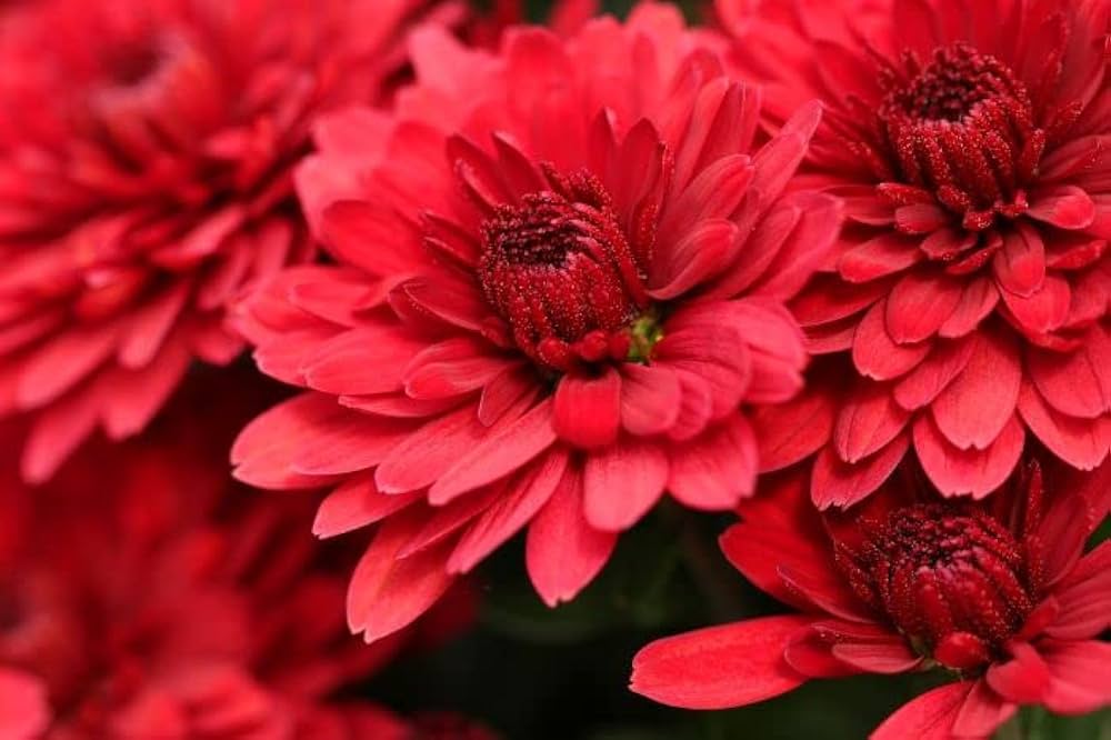 Deep Red Chrysanthemum Flower seeds for Planting Compact Growth, Heirloom & GMO Free Seeds for Home Garden seeds for planting