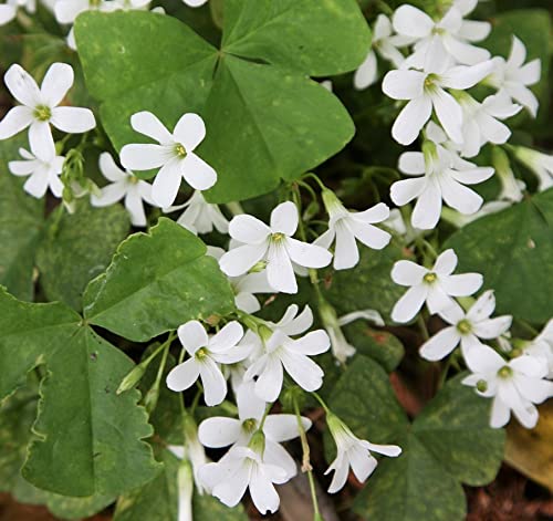 Premium Oxalis Acetosella Flower seeds for Planting Shade Tolerant, Heirloom & GMO Free Seeds for Home Garden seeds