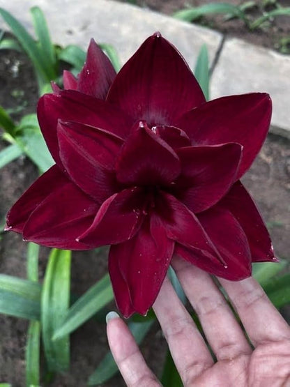Maroon Amaryllis Flower seeds for Planting Drought Tolerant Heirloom & GMO Free Seeds for Home Garden