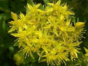 Yellow Aizoon Flower seeds for Planting Perfect for Borders, Heirloom & GMO Free Seeds for Home Garden seeds for planting