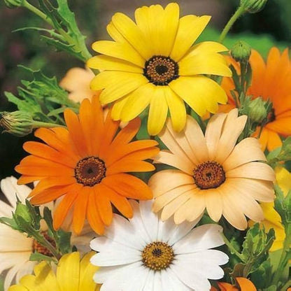 Dimorphotheca Flower seeds for Planting Shade Tolerant Heirloom & GMO Free Seeds for Home Garden