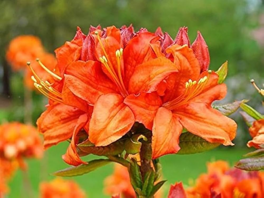 Azalea Rhododendron Flower seeds for Planting Easy to Grow Heirloom & GMO Free Seeds for Home Garden