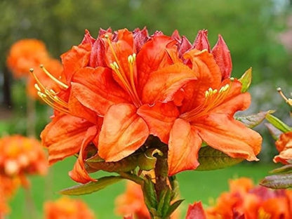 Azalea Rhododendron Flower seeds for Planting Easy to Grow Heirloom & GMO Free Seeds for Home Garden