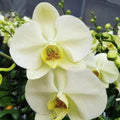 Pale Green Phalaenopsis Orchid Flower seeds for Planting Drought Tolerant, Heirloom & GMO Free Seeds for Home Garden seeds for planting