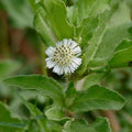 Bhringraj Flower seeds for Planting Bright Blooms, Heirloom & GMO Free Seeds for Home Garden seeds for planting
