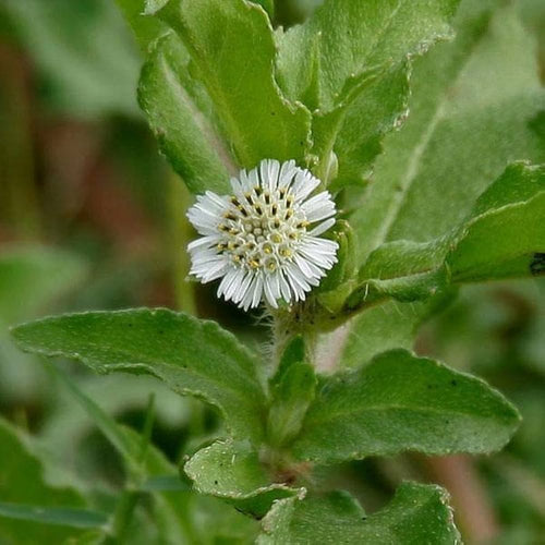 Bhringraj Flower seeds for Planting Bright Blooms, Heirloom & GMO Free Seeds for Home Garden seeds for planting