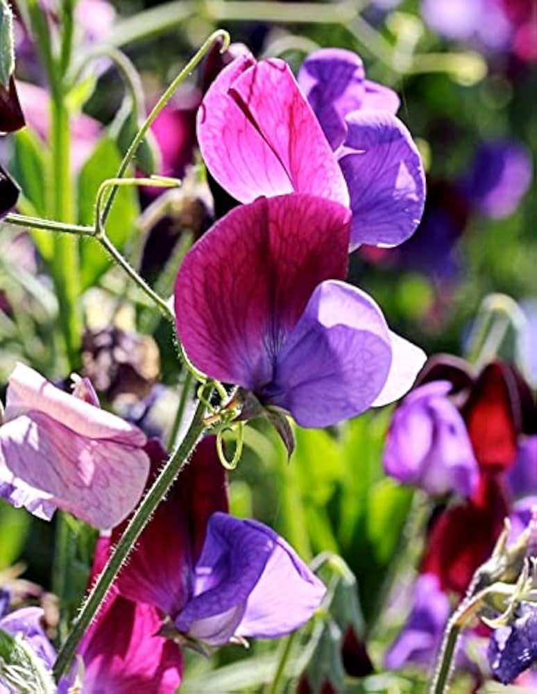 Sweet Peas Flower seeds for Planting Long Bloom Season, Heirloom & GMO Free Seeds for Home Garden vegetable and garden seeds