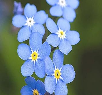 Forget Me Not Flower seeds for Planting Long Bloom Season, Heirloom & GMO Free Seeds for Home Garden seeds for planting
