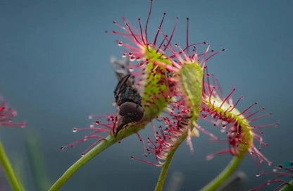 Green Red Sundew Flower seeds for Planting Fragrant Blossoms Heirloom & GMO Free Seeds for Home Garden 
 
 Sale