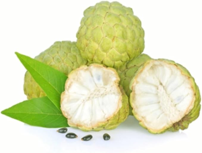 Annona Squamosa Seeds For Planting Sweet Fruit Treats