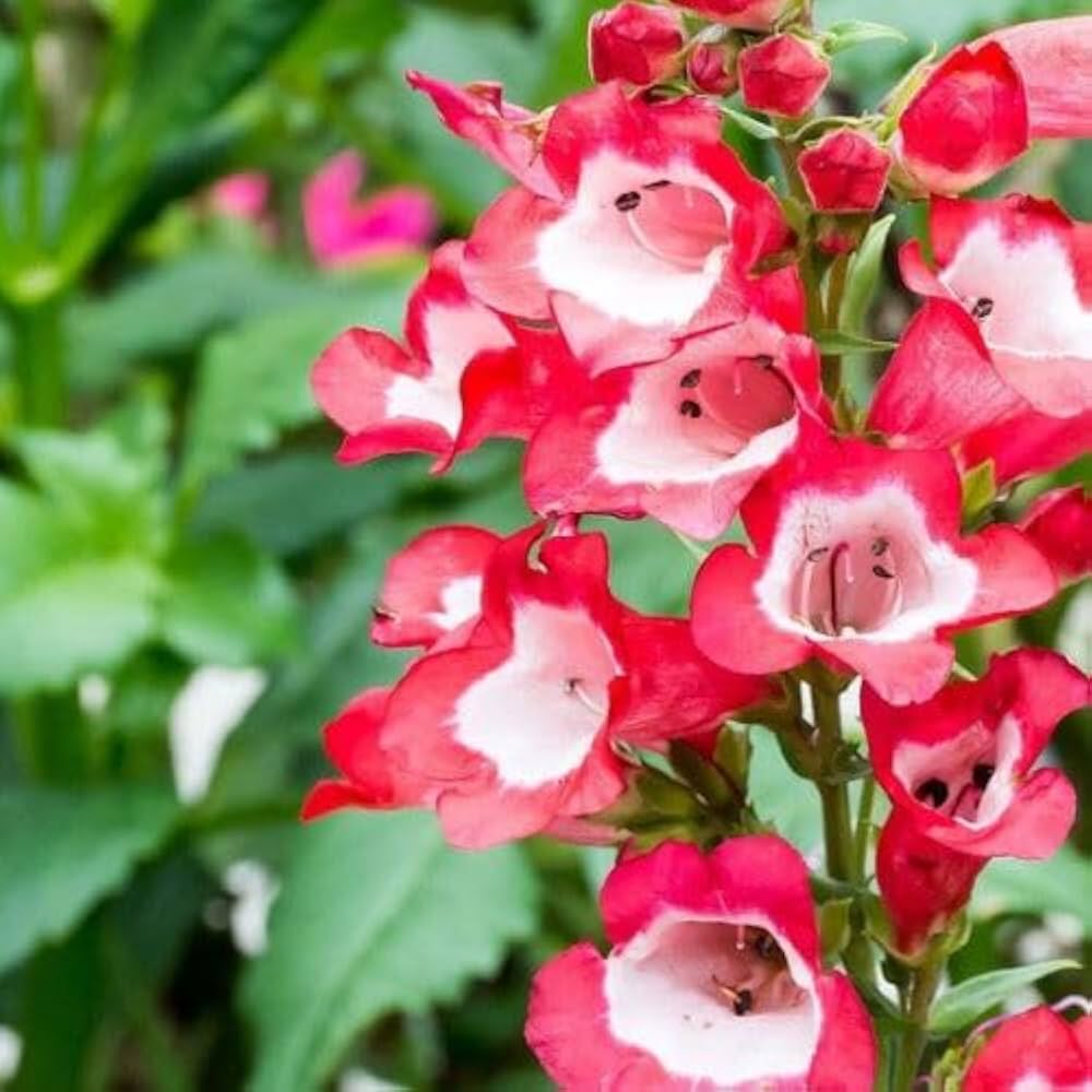 Red Penstemon Flower seeds for Planting Long Bloom Season, Heirloom & GMO Free Seeds for Home Garden seeds for planting