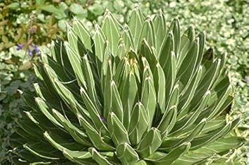 Green Victoria Agave Flower seeds for Planting Pollinator Friendly, Heirloom & GMO Free Seeds for Home Garden vegetable and garden seeds