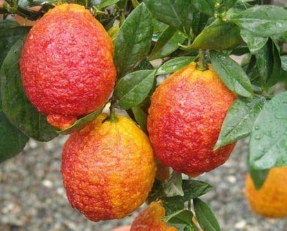 Red Lemon Fruit Seeds Yellow Planting
