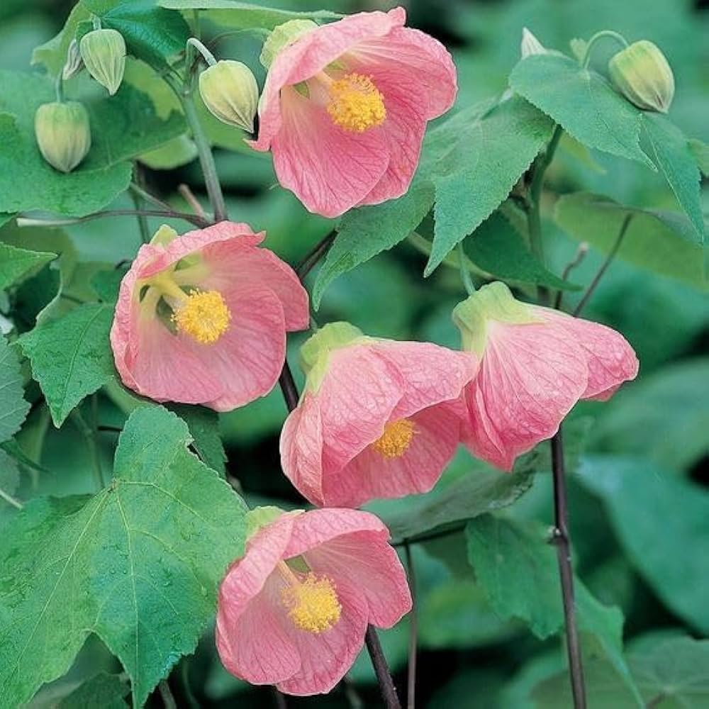 Abutilon Bella Flower seeds for Planting Hardy Variety, Heirloom & GMO Free Seeds for Home Garden seeds for planting