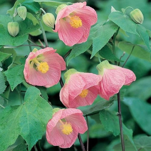Abutilon Bella Flower seeds for Planting Hardy Variety, Heirloom & GMO Free Seeds for Home Garden seeds for planting