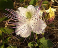 White Capparis Flower seeds for Planting Sun Loving, Heirloom & GMO Free Seeds for Home Garden seeds for planting