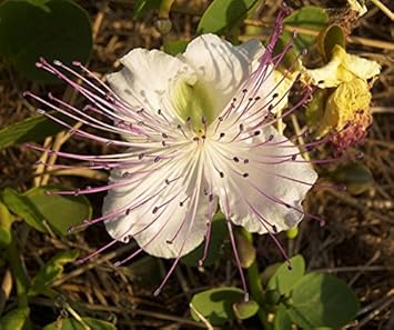 White Capparis Flower seeds for Planting Sun Loving, Heirloom & GMO Free Seeds for Home Garden seeds for planting