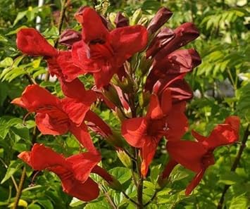 Red Cape Honeysuckle Flower seeds for Planting - Cut Flower Favorite, Heirloom & GMO Free Seeds for Home Garden
 
 Sale for planting in home garden.