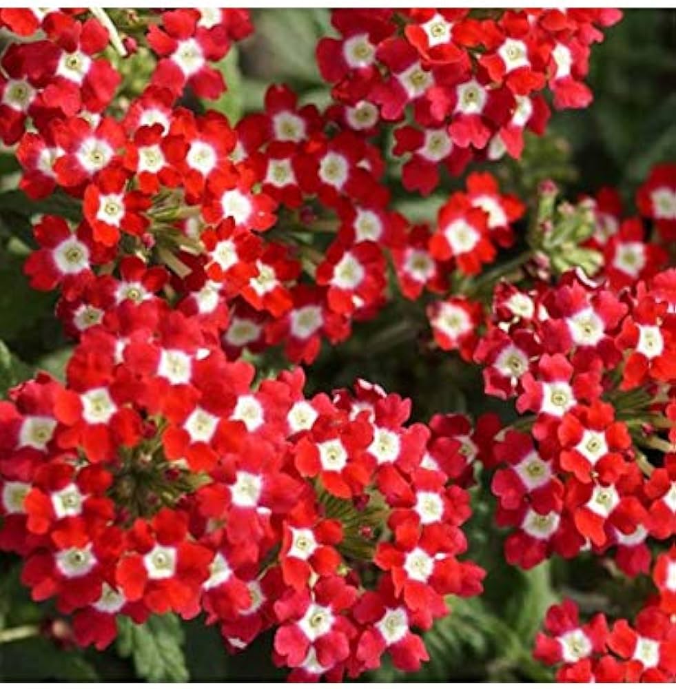 Red Achillea Flower seeds for Planting Colorful Display, Heirloom & GMO Free Seeds for Home Garden seeds for planting