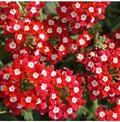 Red Achillea Flower seeds for Planting Colorful Display, Heirloom & GMO Free Seeds for Home Garden seeds for planting