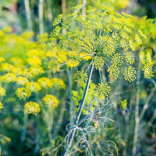 High quality Anethum Graveolens Seeds Flower seeds for Planting Bright Blooms, Heirloom & GMO Free Seeds for Home Garden seeds pack