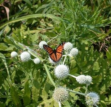 High quality White Rattlesnake Master Flower seeds for Planting Colorful Display, Heirloom & GMO Free Seeds for Home Garden seeds pack