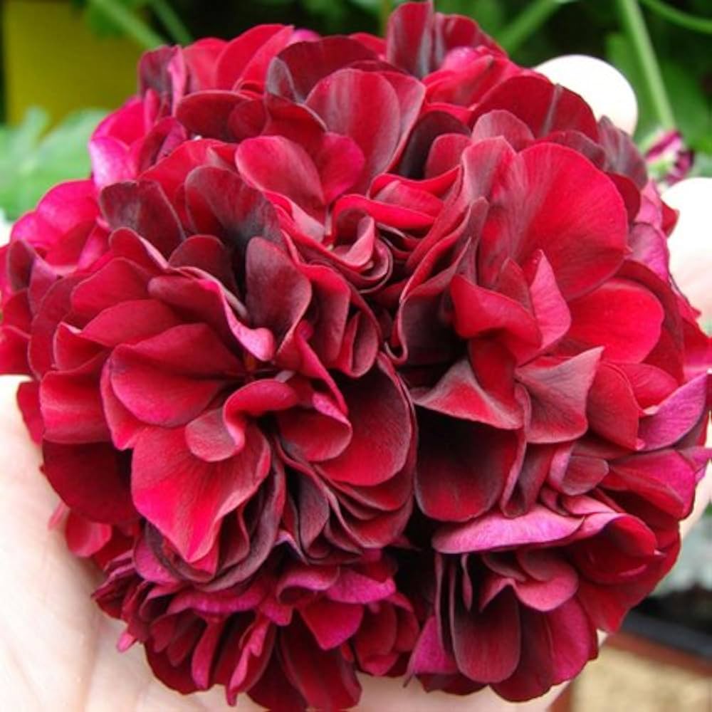 Premium Geranium Flower seeds for Planting Bright Blooms Heirloom & GMO Free Seeds for Home Garden seeds