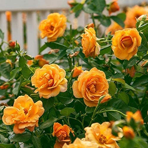 High quality Deep Yellow Rose Flower seeds for Planting Cut Flower Favorite, Heirloom & GMO Free Seeds for Home Garden seeds pack