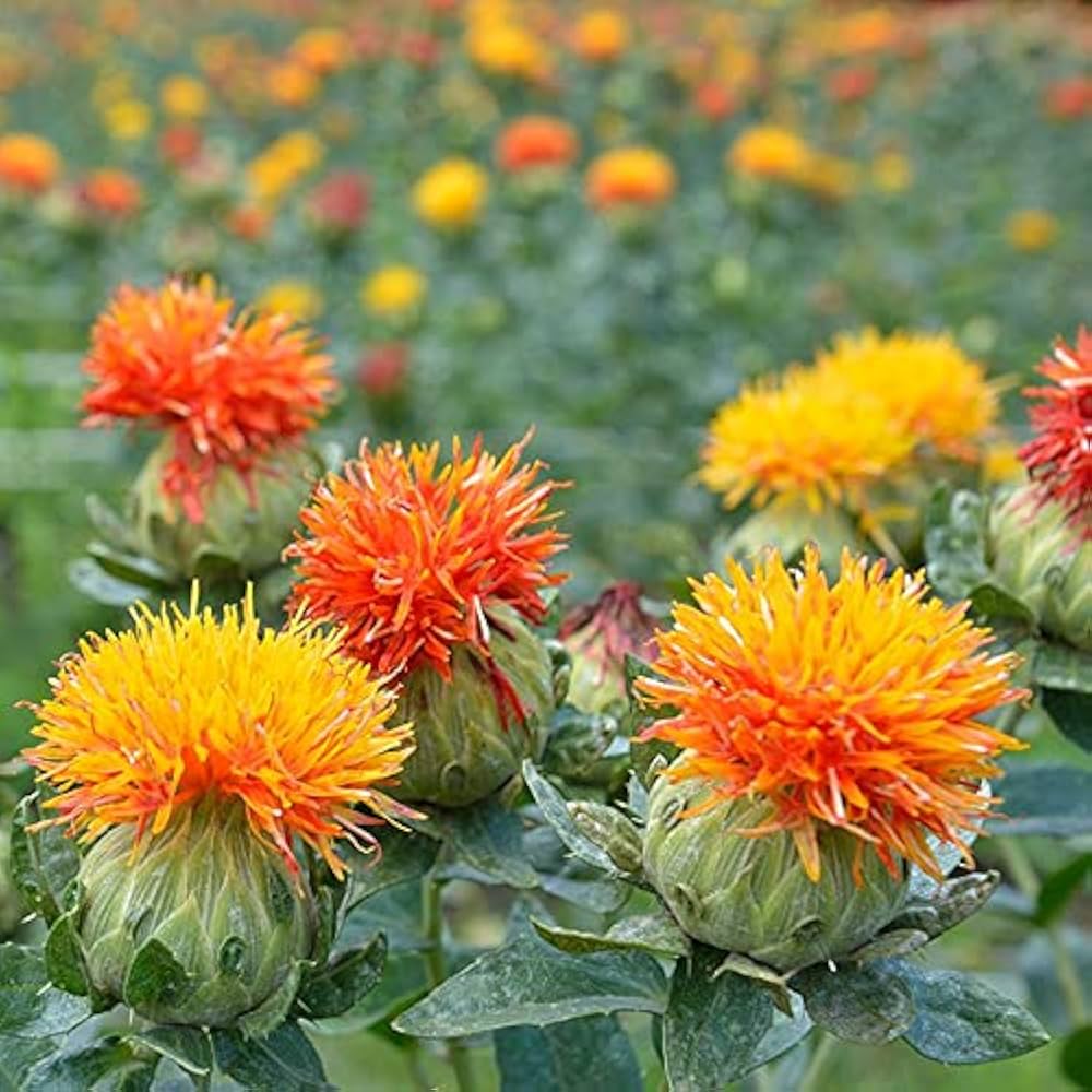 Mixed Carthamus Flower seeds for Planting Garden Favorite, Heirloom & GMO Free Seeds for Home Garden Sale seeds for planting