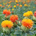 Mixed Carthamus Flower seeds for Planting Garden Favorite, Heirloom & GMO Free Seeds for Home Garden Sale seeds for planting