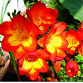 Yellow Orange Freesias Flower seeds for Planting Fragrant Blossoms, Heirloom & GMO Free Seeds for Home Garden seeds for planting