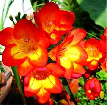 Yellow Orange Freesias Flower seeds for Planting Fragrant Blossoms, Heirloom & GMO Free Seeds for Home Garden seeds for planting