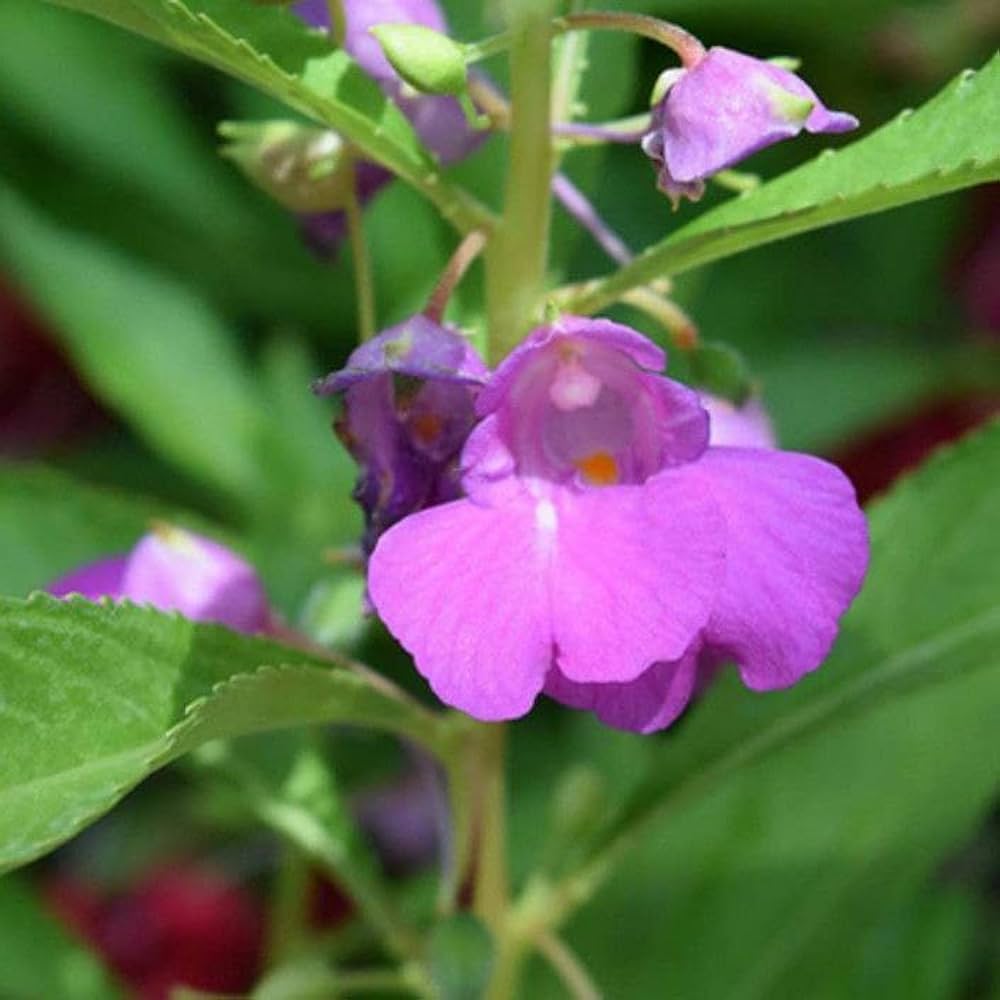 High quality Purple Balsamine Flower seeds for Planting Drought Tolerant, Heirloom & GMO Free Seeds for Home Garden seeds pack