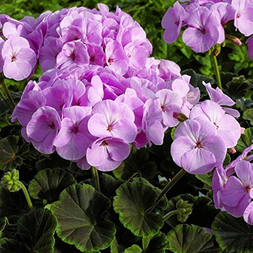 Purple Geranium Flower seeds for Planting Cottage Garden Essential, Heirloom & GMO Free Seeds for Home Garden seeds for planting