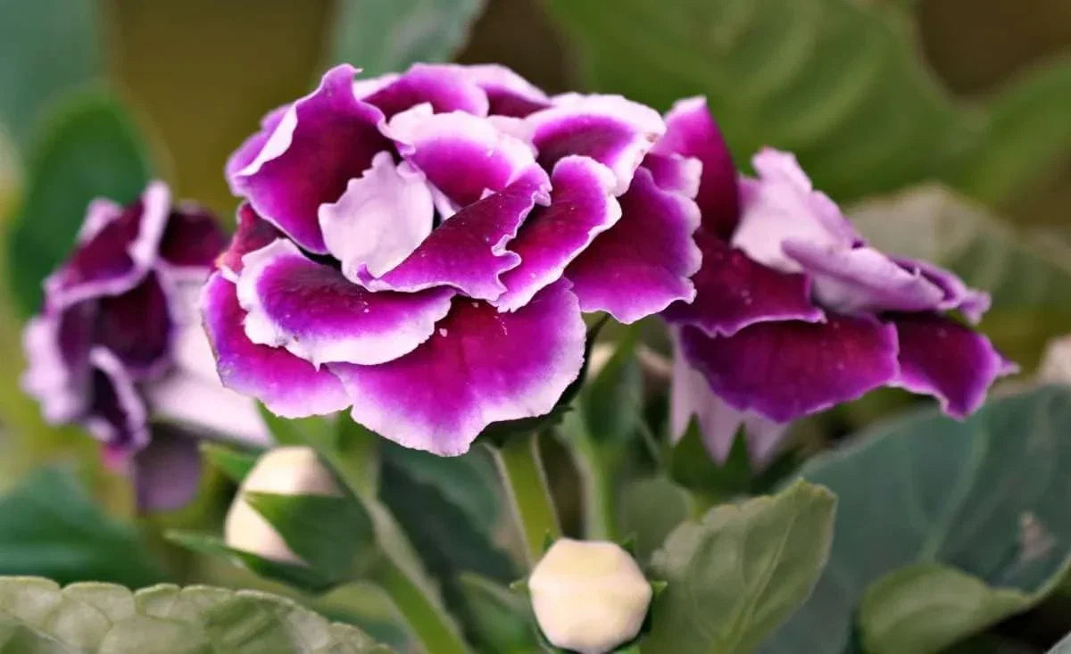 Deep Purple Gloxinia Flower seeds for Planting Sun Loving Heirloom & GMO Free Seeds for Home Garden
